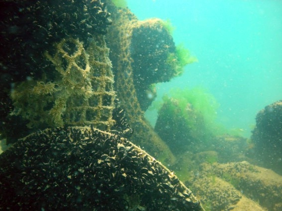 Foto subacquea del Diana Madre: verricello e reti (C.R.I. Giulianova)
