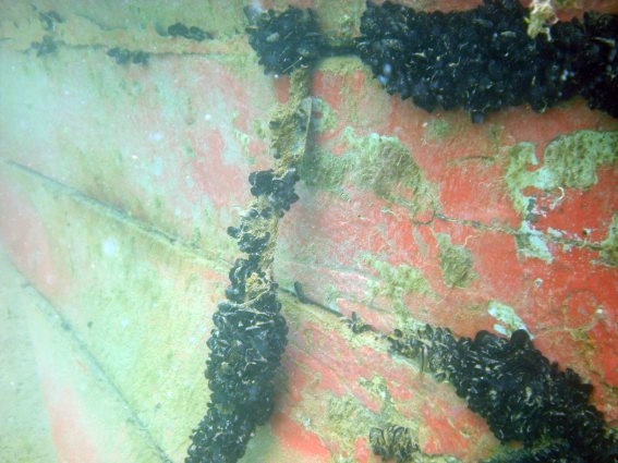 Foto subacquea del Diana Madre: particolare dello scafo (C.R.I. Giulianova)
