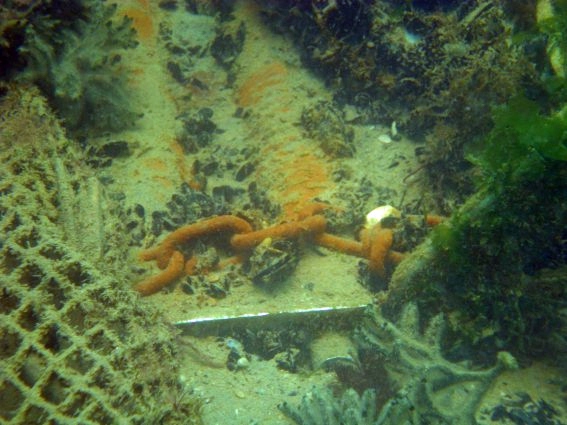Foto subacquea del Diana Madre: catena e reti (C.R.I. Giulianova)