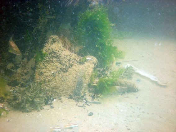 Foto subacquea del Diana Madre: verricello (C.R.I. Giulianova)